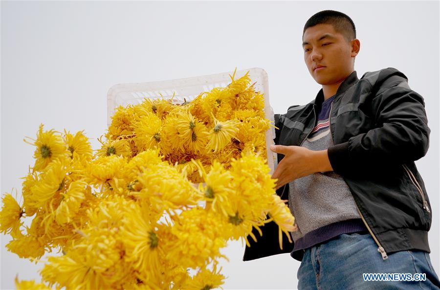 Indústria da planta??o de crisantemo aumenta receita local em Hebei