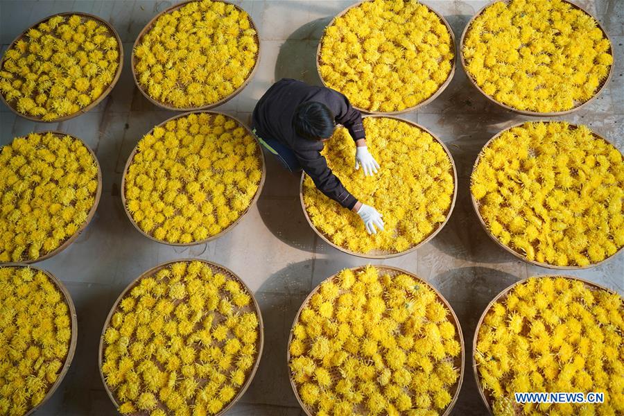Indústria da planta??o de crisantemo aumenta receita local em Hebei