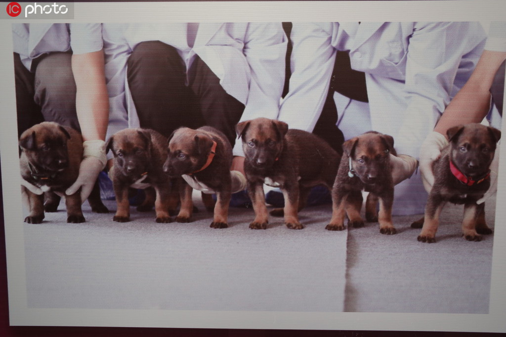 Cachorros clonados se unem à polícia de Beijing