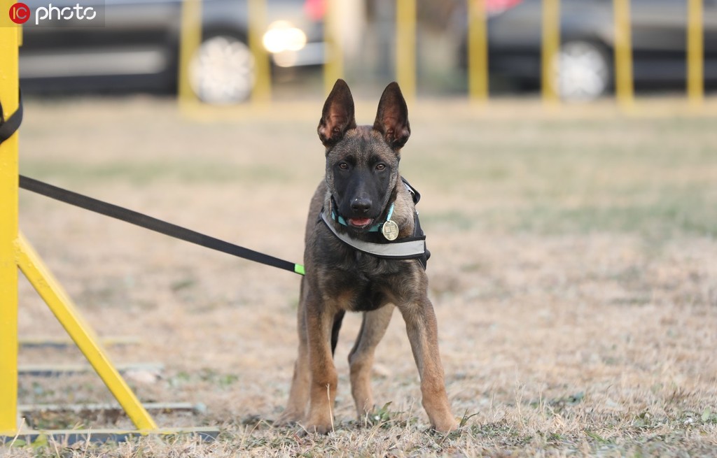 Cachorros clonados se unem à polícia de Beijing