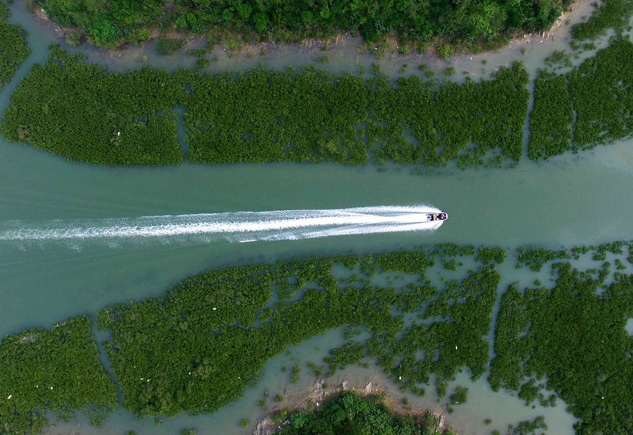 China e ASEAN promovem desenvolvimento da indústria florestal