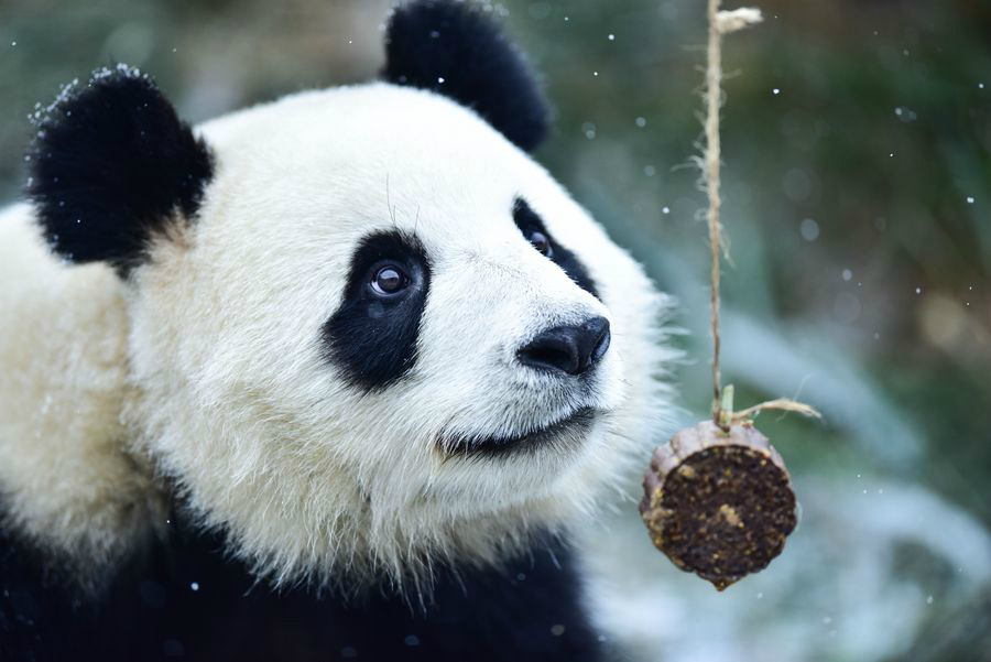 Pandas gigantes se adaptam bem ao seu primeiro inverno no plat? de Qinghai