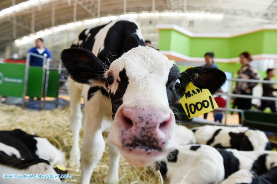 Associa??o chinesa de agricultura para laticínios divulga padr?o de leite fresco
