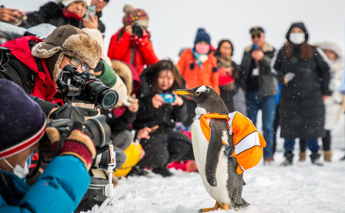 Pinguim dan?a com “cisne” russa no Grande Teatro de Harbin