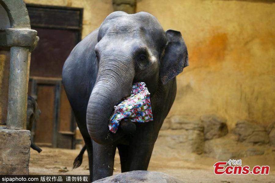 Elefantes de zoológico alem?o recebem presentes de Natal