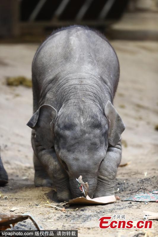 Elefantes de zoológico alem?o recebem presentes de Natal