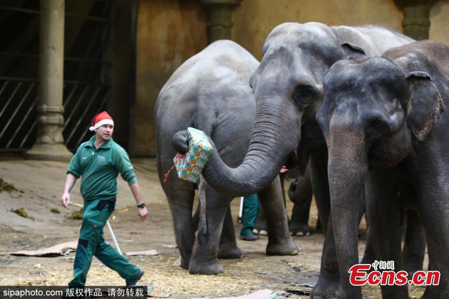 Elefantes de zoológico alem?o recebem presentes de Natal