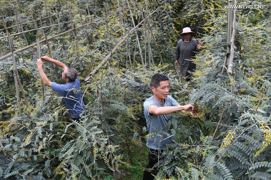 Guangxi: todo o grupo étnico Maonan deixa a pobreza