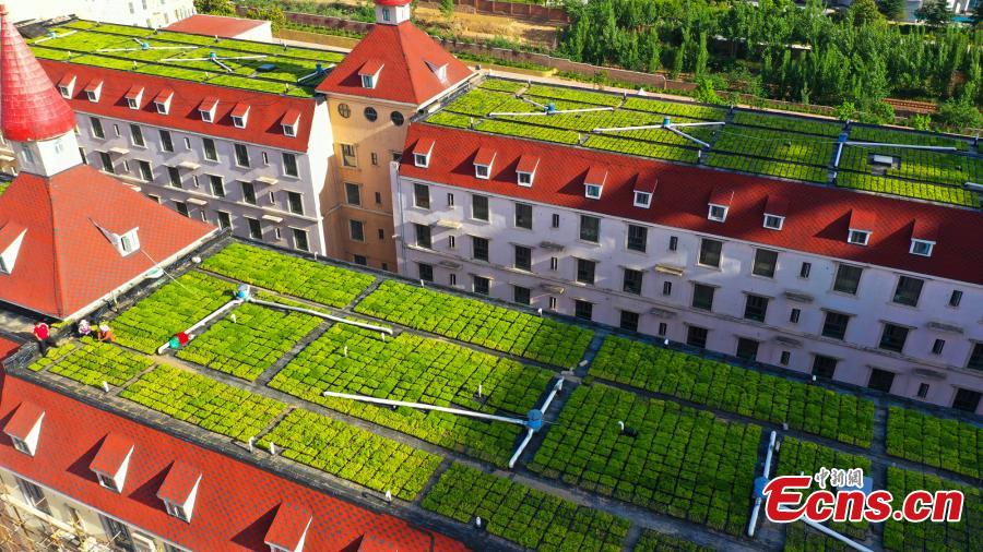 Galeria: Jardins de terra?o montados na escola em Zhengzhou