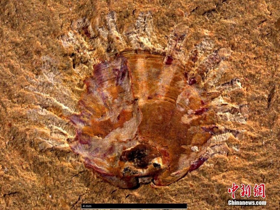 Cientistas descobrem evidências mais antigas de rela??o parasita-hospedeiro