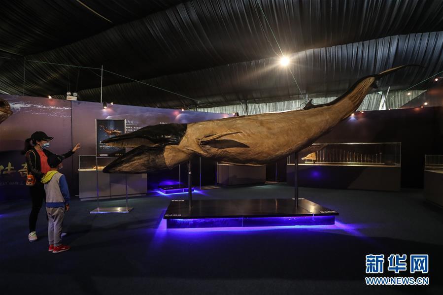 Espécime plastificado de cachalote está em exposi??o em Dalian

