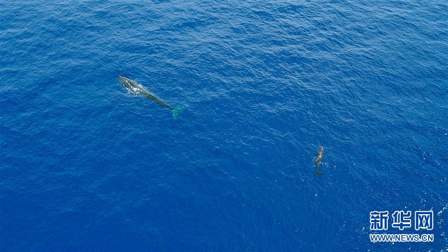 Pesquisadores descobrem grupos de cachalotes duas vezes no Mar da China Meridional
