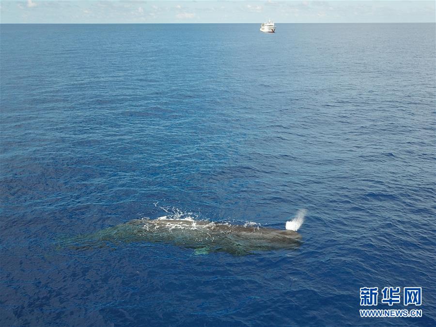 Pesquisadores descobrem grupos de cachalotes duas vezes no Mar da China Meridional