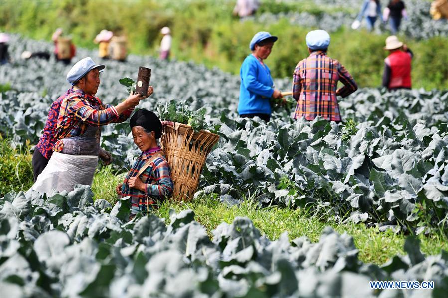 Galeria: Weining desenvolve indústria de cultivo de hortali?as para aumentar as oportunidades de emprego