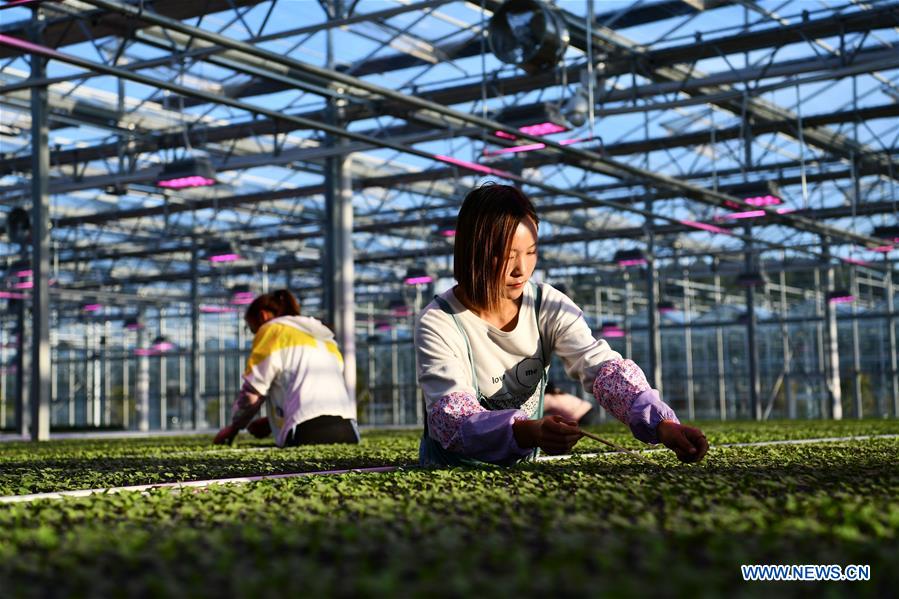 Galeria: Weining desenvolve indústria de cultivo de hortali?as para aumentar as oportunidades de emprego