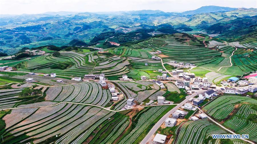 Galeria: Weining desenvolve indústria de cultivo de hortali?as para aumentar as oportunidades de emprego
