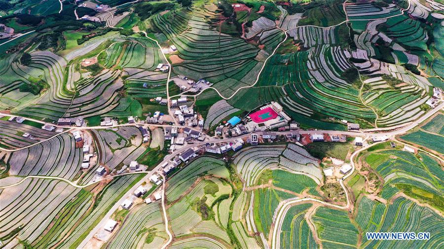 Galeria: Weining desenvolve indústria de cultivo de hortali?as para aumentar as oportunidades de emprego