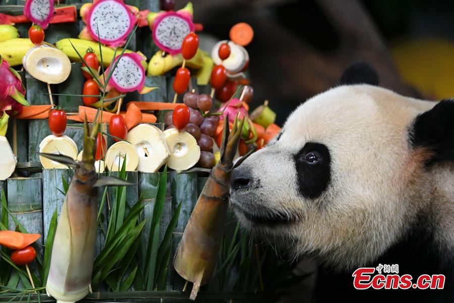 únicos pandas trigêmeos celebram sexto aniversário 