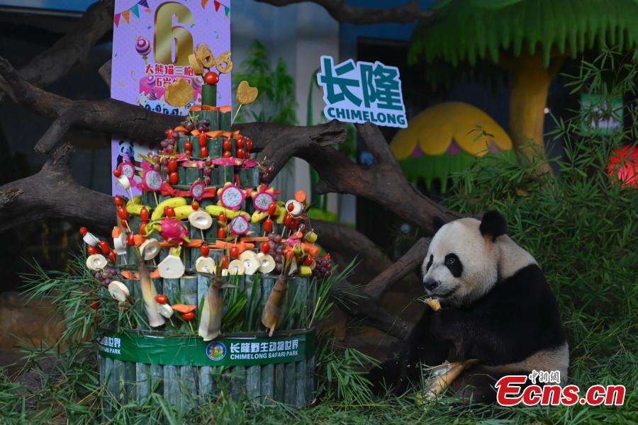 únicos pandas trigêmeos celebram sexto aniversário 