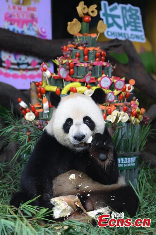 únicos pandas trigêmeos celebram sexto aniversário 