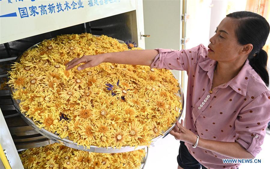 Galeria: Colheita de flores de lótus em Guangxi