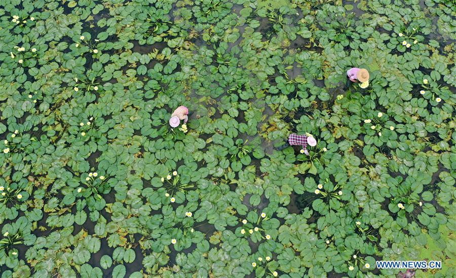 Galeria: Colheita de flores de lótus em Guangxi