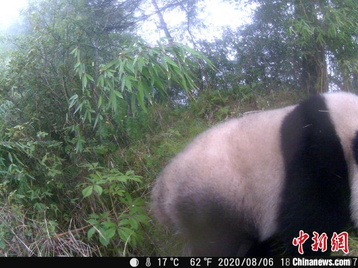Imagens de panda gigante selvagem s?o capturadas em corredor ecológico no sudoeste da China