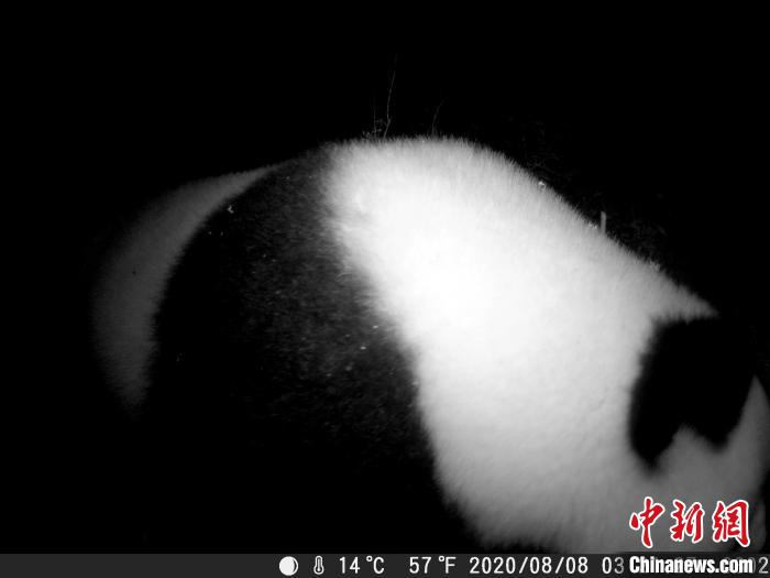 Imagens de panda gigante selvagem s?o capturadas em corredor ecológico no sudoeste da China