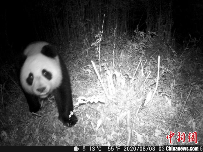 Imagens de panda gigante selvagem s?o capturadas em corredor ecológico no sudoeste da China