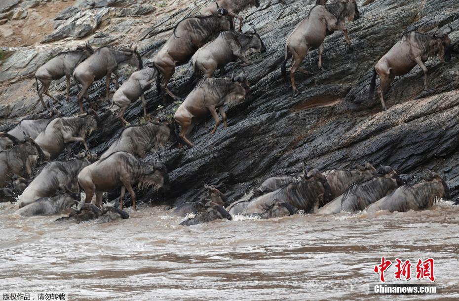 Migra??o de gnus masai mara no Quênia