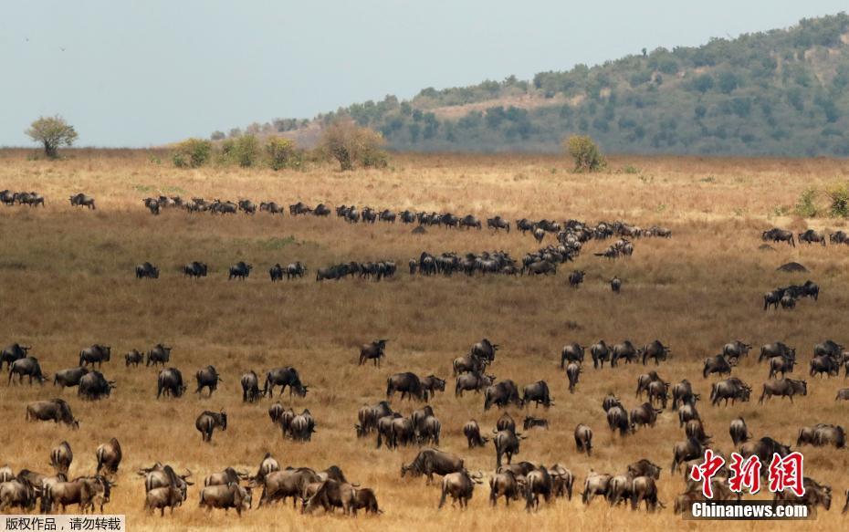 Migra??o de gnus masai mara no Quênia