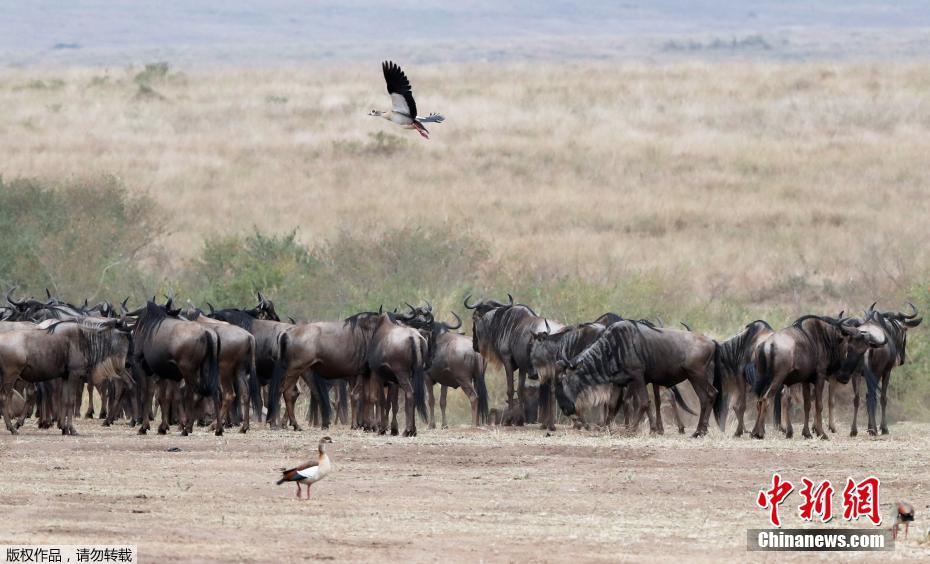 Migra??o de gnus masai mara no Quênia