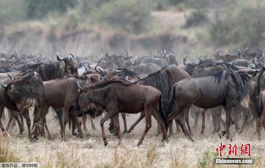Migra??o de gnus masai mara no Quênia