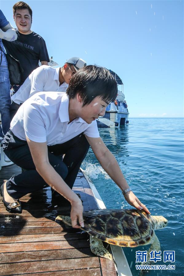 Tartarugas marinhas s?o devolvidas ao mar em Hainan