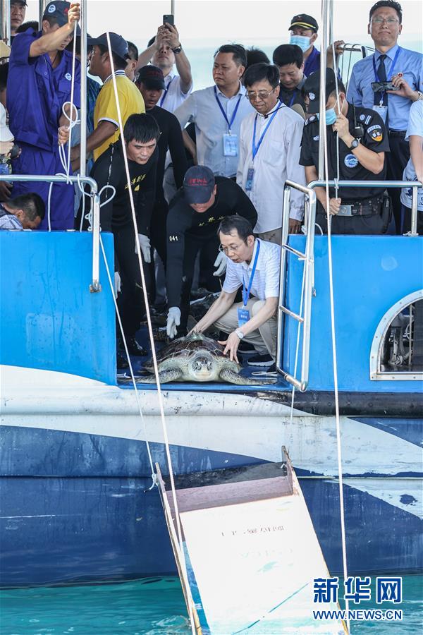 Tartarugas marinhas s?o devolvidas ao mar em Hainan