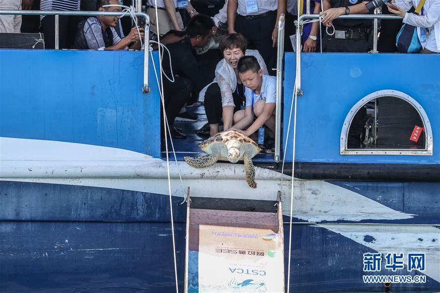 Tartarugas marinhas s?o devolvidas ao mar em Hainan