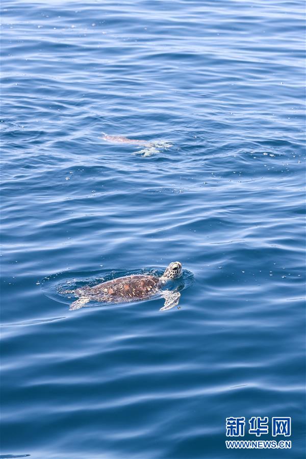 Tartarugas marinhas s?o devolvidas ao mar em Hainan
