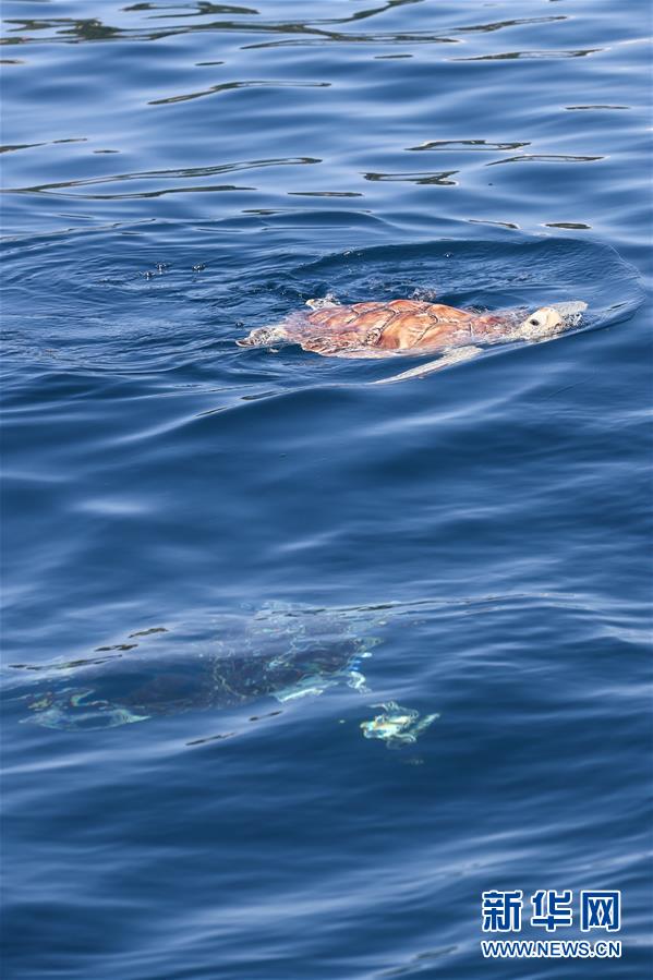 Tartarugas marinhas s?o devolvidas ao mar em Hainan