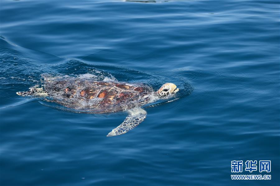 Tartarugas marinhas s?o devolvidas ao mar em Hainan