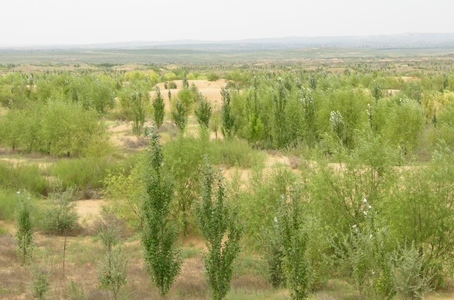 China reverte desertifica??o em Maowusu, Ningxia