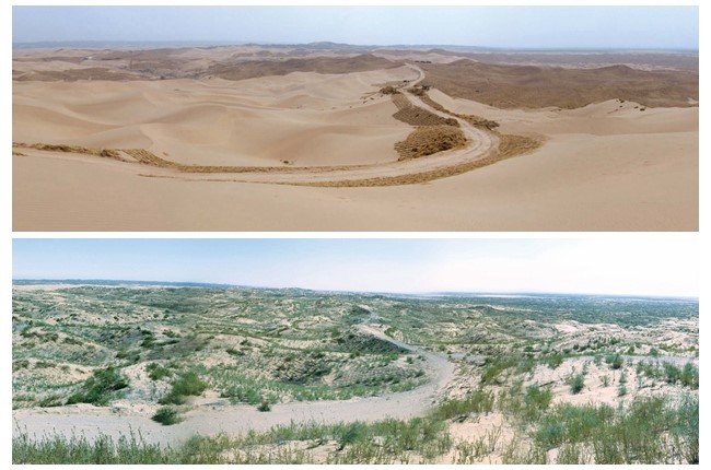 China reverte desertifica??o em Maowusu, Ningxia