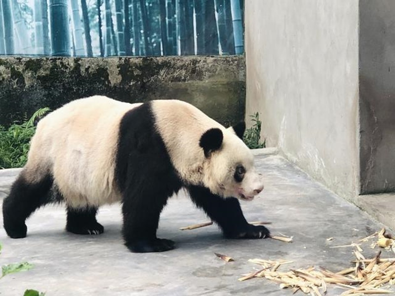 Panda gigante cativo mais velho do mundo celebra 38o aniversário