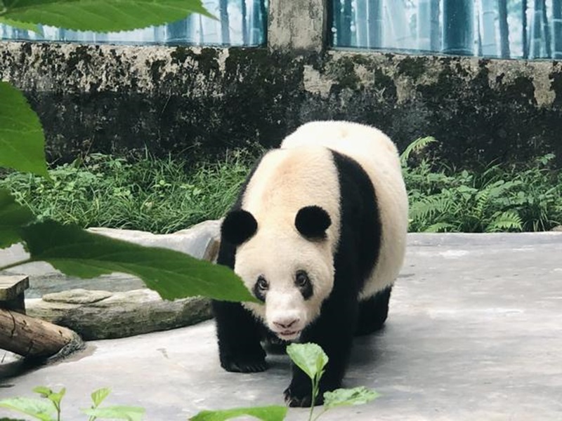 Panda gigante cativo mais velho do mundo celebra 38o aniversário