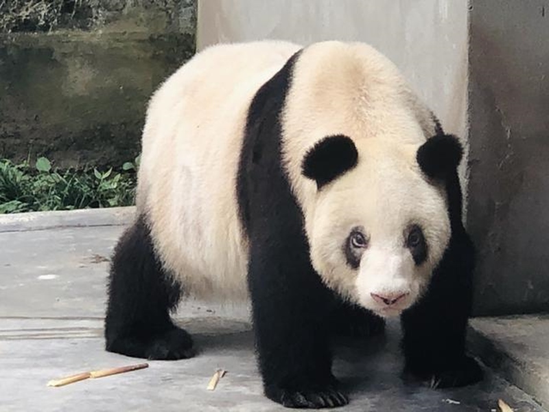 Panda gigante cativo mais velho do mundo celebra 38o aniversário