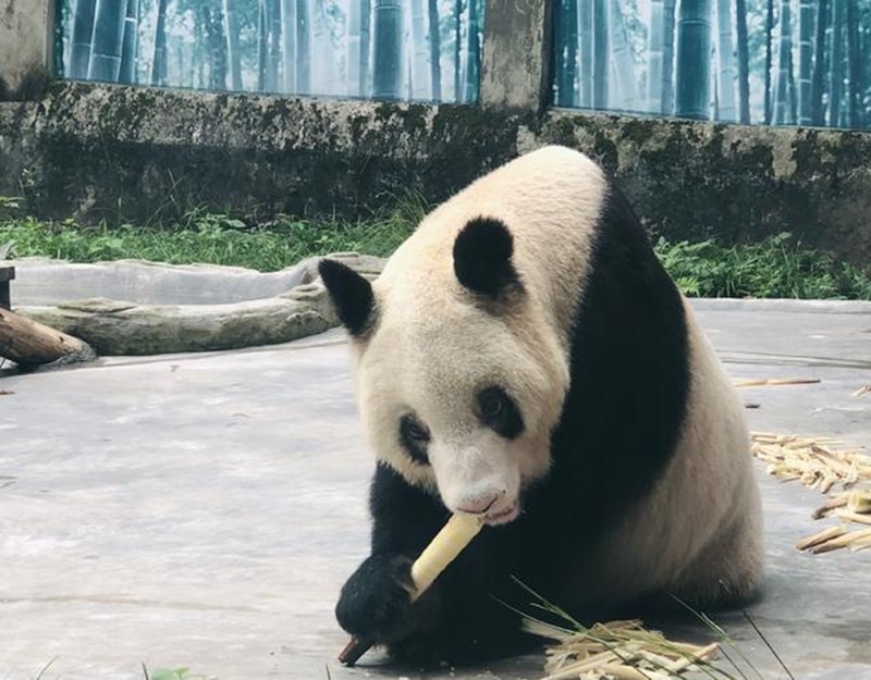 Panda gigante cativo mais velho do mundo celebra 38o aniversário