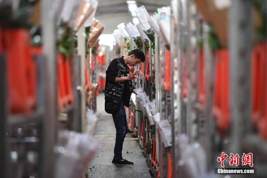 Kunming：Centro de Leil?es de flores antes do Festival Qixi