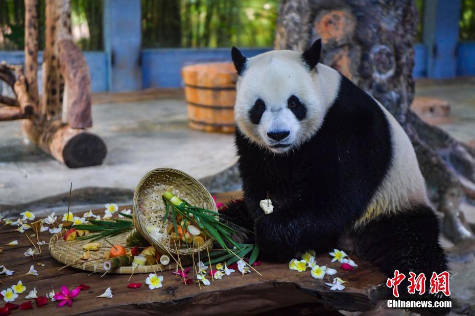 Irm?os pandas gigantes 