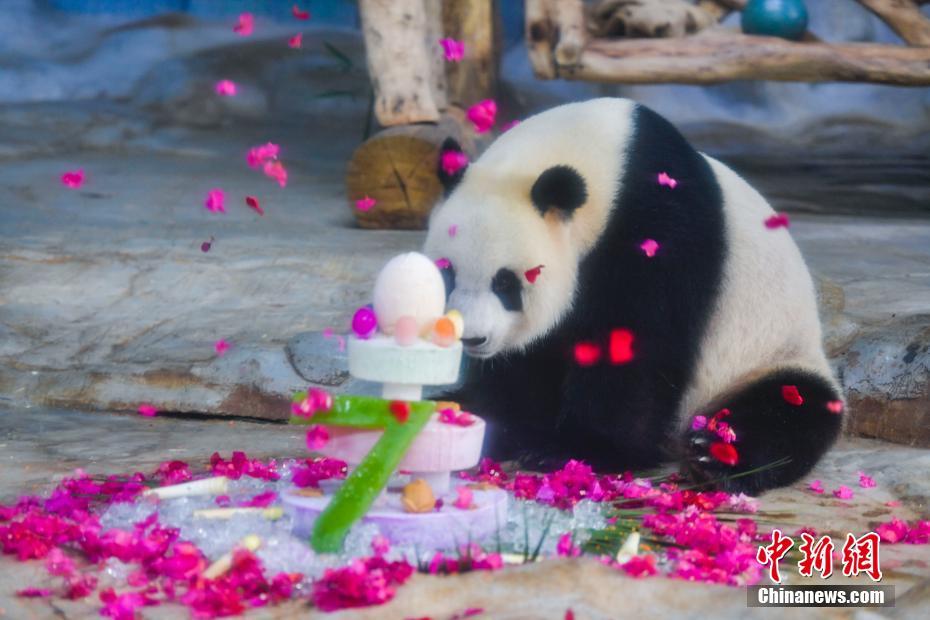 Irm?os pandas gigantes 