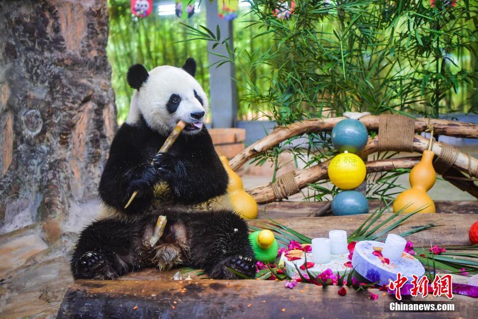 Irm?os pandas gigantes 