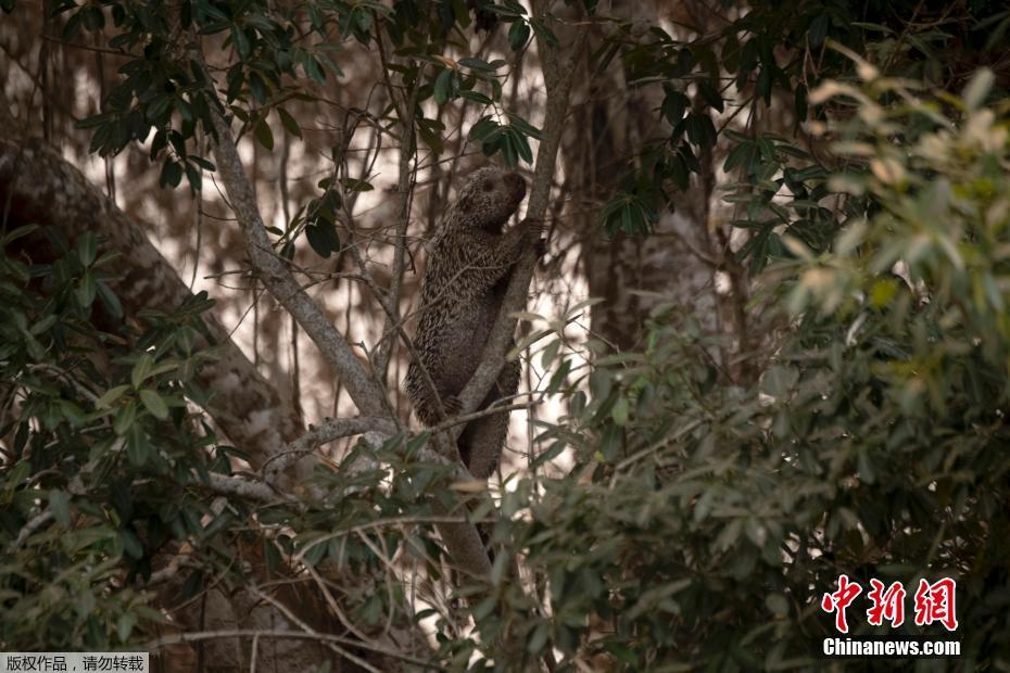 A maior área húmida no mundo tem recorde de incêndio, amea?ando espécies em extins?o